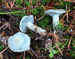 Clitocybe odora pacifica