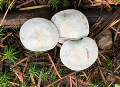 Clitocybe odora pacifica