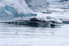 Balaenoptera bonaerensis