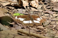 Euryphura isuka