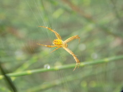 Argiope