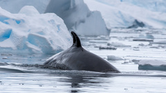 Balaenoptera bonaerensis