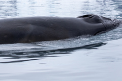 Balaenoptera bonaerensis