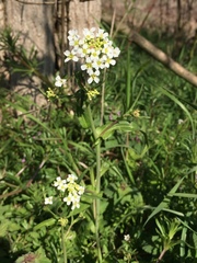 Capsella grandiflora