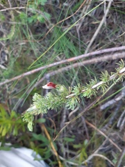 Aspalathus hispida hispida