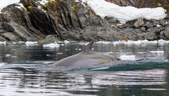 Balaenoptera bonaerensis