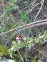 Aspalathus hispida hispida