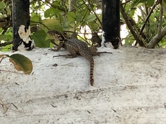 Leiocephalus carinatus