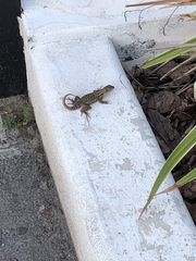 Leiocephalus carinatus