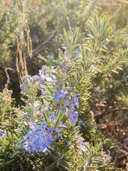 Salvia rosmarinus