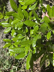 Quercus inopina