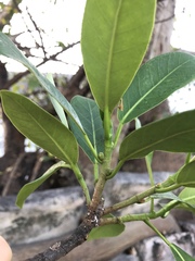 Ficus aurea