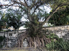 Ficus aurea