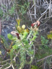 Aspalathus hispida hispida