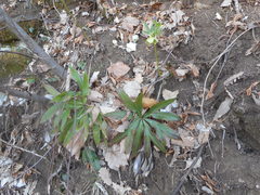 Helleborus viridis viridis