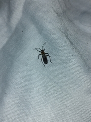 Stenomacra marginella