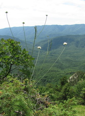 Scabiosa bipinnata
