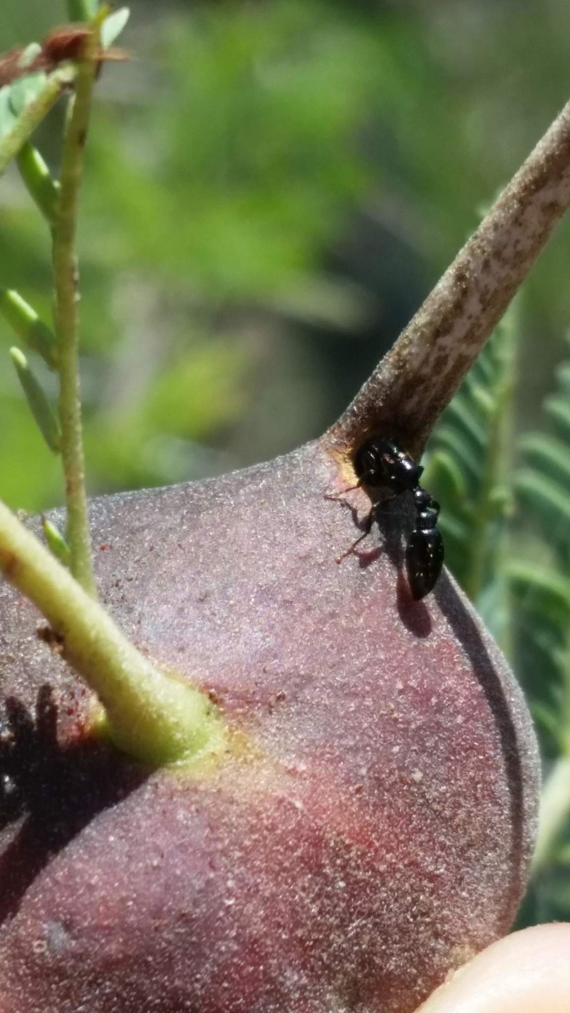 Tetraponera penzigi