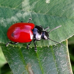 Chrysolina lucida