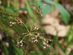 Luzula sylvatica henriquesii