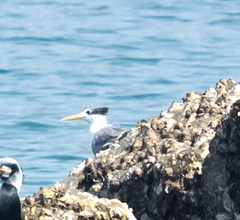 Thalasseus bengalensis