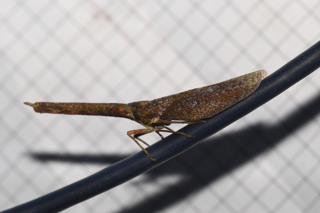 Amerzanna peruana