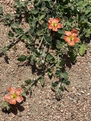 Sphaeralcea lindheimeri