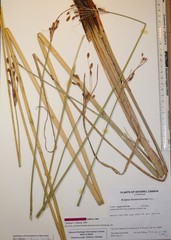 Schoenoplectus heterochaetus