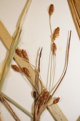 Schoenoplectus heterochaetus