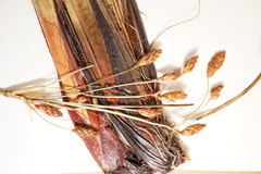 Schoenoplectus heterochaetus