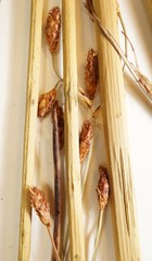 Schoenoplectus heterochaetus