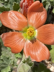 Sphaeralcea lindheimeri