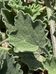 Sphaeralcea lindheimeri