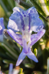 Salvia rosmarinus