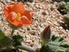Sphaeralcea lindheimeri
