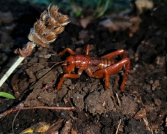 Cratomelus armatus