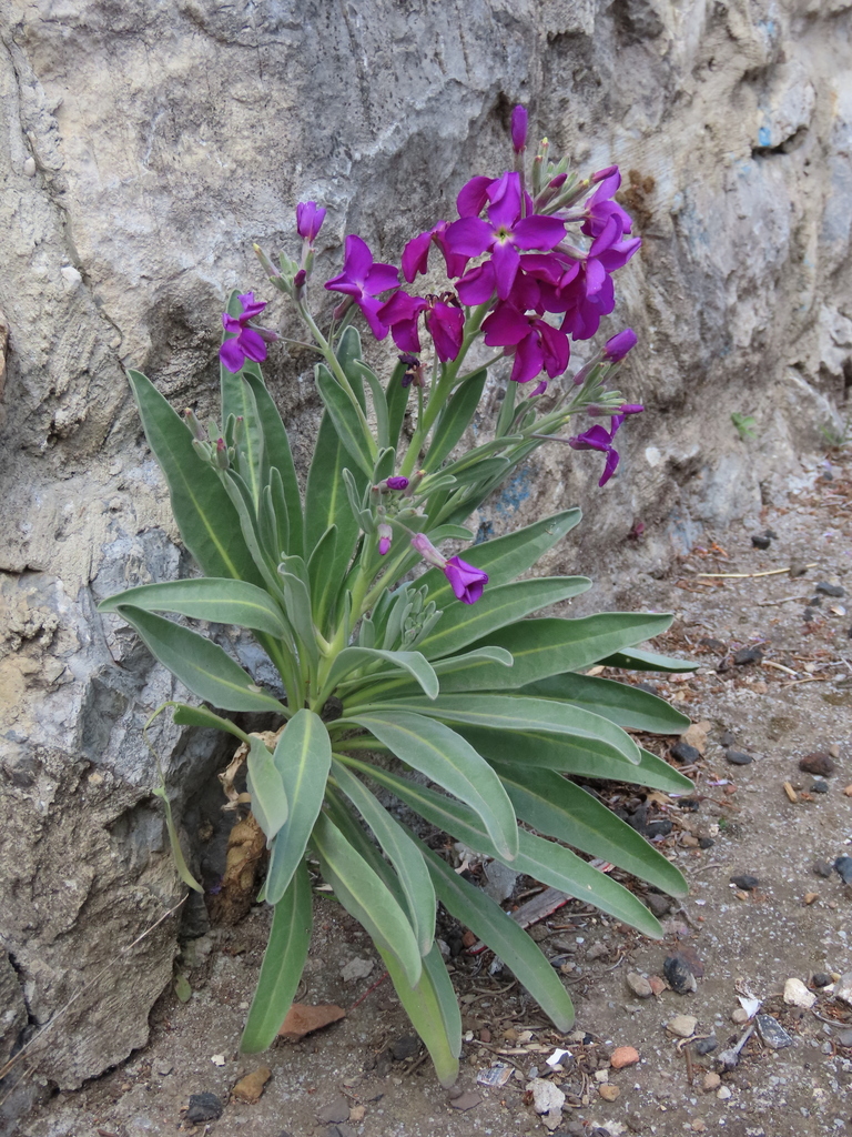 Matthiola incana