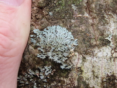 Physcia subtilis