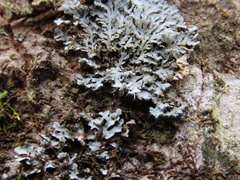 Physcia subtilis