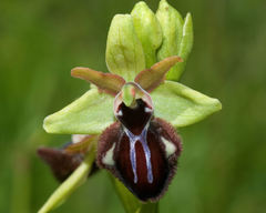 Ophrys sphegodes atrata