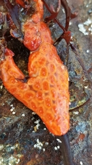 Metandrocarpa dura