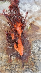 Metandrocarpa dura