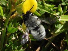 Megachile saulcyi