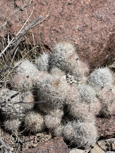 Pelecyphora tuberculosa