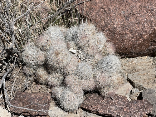 Pelecyphora tuberculosa