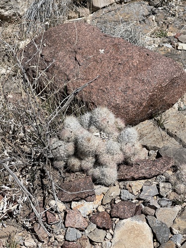 Pelecyphora tuberculosa