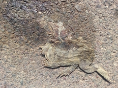 Sclerophrys mauritanica