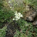 Encrusted Saxifrage - Photo (c) abbi_molinari, some rights reserved (CC BY-NC), uploaded by abbi_molinari