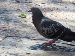 Columba livia domestica