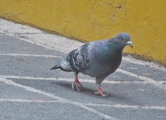 Columba livia domestica